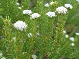 Phylica ericoides longish unbranched stem sections